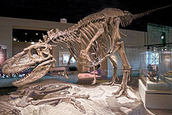 FMNH Daspletosaurus.jpg