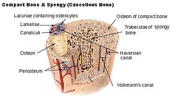 Illu compact spongy bone.jpg