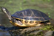 Painted turtle f1.jpg