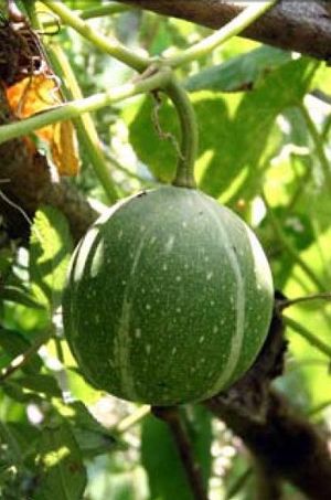 Cucurbita okeechob okeechob.jpg