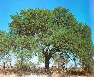 Prosopis nigra 1b.JPG