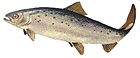 Salmo salar GLERL 1.jpg