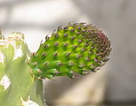 Opuntia leaf.JPG