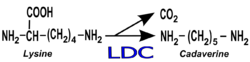 Cadaverine synthesis.svg