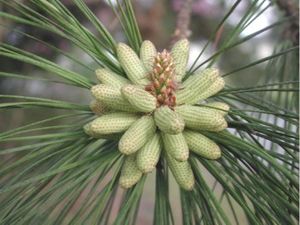 Pineflower9538.jpg