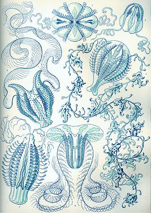 Haeckel Ctenophorae.jpg