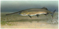 Paddlefish Polyodon spathula.jpg