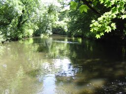 River Crane01.JPG