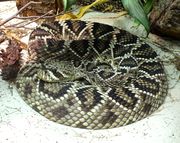 Crotalus adamanteus (5).jpg