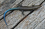 Fivelined skink.jpg