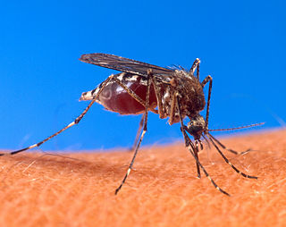 Aedes aegypti biting human.jpg