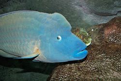 Humphead wrasse melb aquarium.jpg