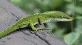 Anole Lizard Hilo Hawaii edit.jpg