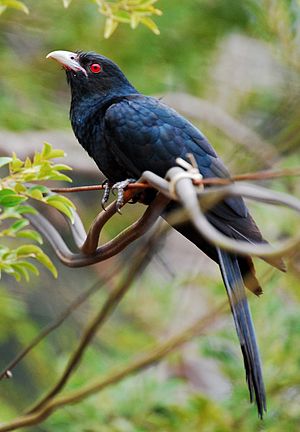 Asian koel.jpg