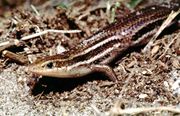 Eumeces inexpectatus skink.jpg