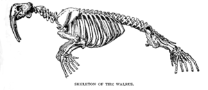 Drawing of walrus skeleton.