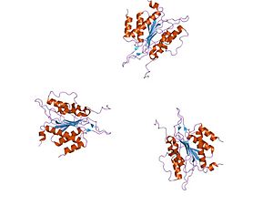 PDB 1qc9 EBI.jpg