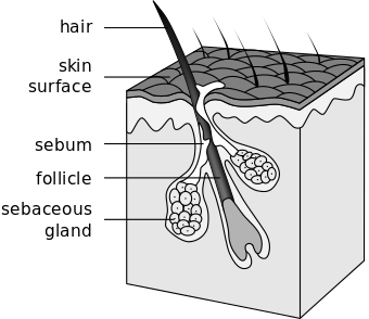 Hair follicle-en.svg