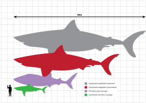 Drawing comparing sizes of Megalodon, great white shark and a man, Megalodon is 18m long and great white 6m.