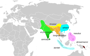 LaniusSchachMap.svg