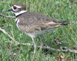 Killdeer23.jpg