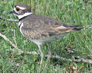 Killdeer23.jpg