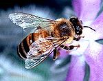 Apis mellifera bi.jpg