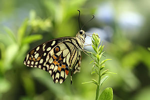 Lime Butterfly Papilio demoleus.jpg