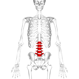 Lumbar vertebrae anterior.png