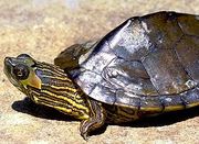 Alabama Map Turtle.jpg