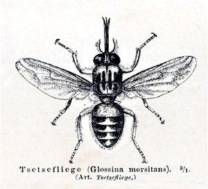 Tsetsemeyers1880.jpg