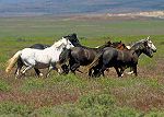 Mustang horses