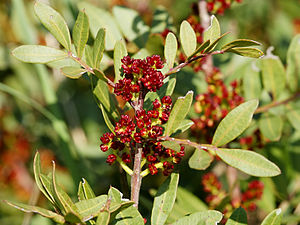 Pistacia lentiscus (male flowers).jpg