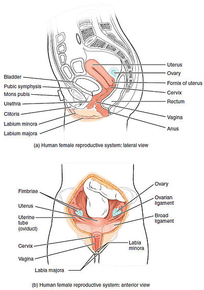 Figure 28 02 01.JPG