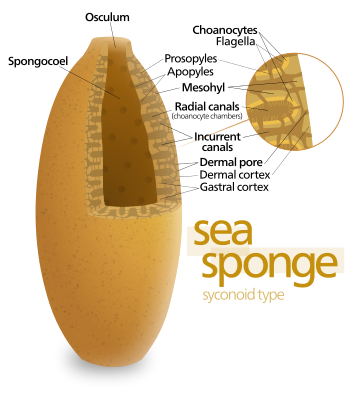 Diagram of a syconoid sponge.