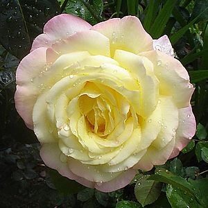 Rose.A.Mailend1.jpg