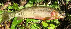 Westslope cutthroat trout USGS.jpg