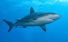 Caribbean reef shark.jpg