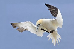 Northern Gannet 2006 2.jpg