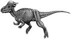 Pachycephalosaurus wyomingensis