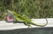 Anolis carolinensis by Jeff Heard.jpg