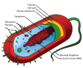 Average prokaryote cell- en.svg