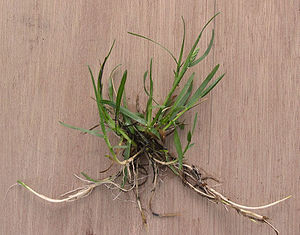 Veldbeemdgras Poa pratensis.jpg