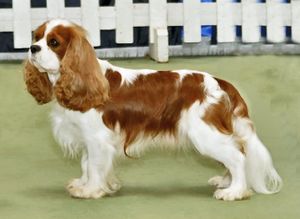 A white and red dog with long red ears stands in a grassy field with trees behind it.