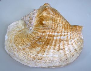 E goliath shell01.JPG