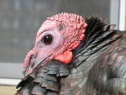 Wild turkey closeup.JPG