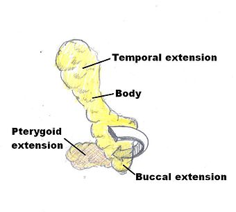 Buccal Fat Diagram.jpg