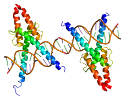 Protein MYOD1 PDB 1mdy.png