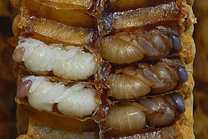 White and brown pupae filling cells