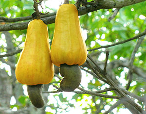 Cashew apples.jpg